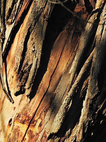 Close up photo of an eucalyptus bark.