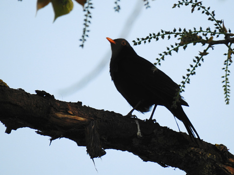 Close up photo of a blackbird on a tree.