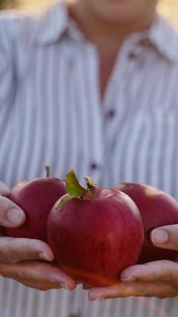 SLO MO Sharing Nature's Bounty: Woman Offering Ripe Apples in Orchard Sunset