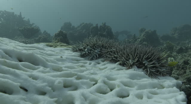 Two Crown-of-Thorns starfish (Acanthaster) devour a large coral table, showing reef predation.
