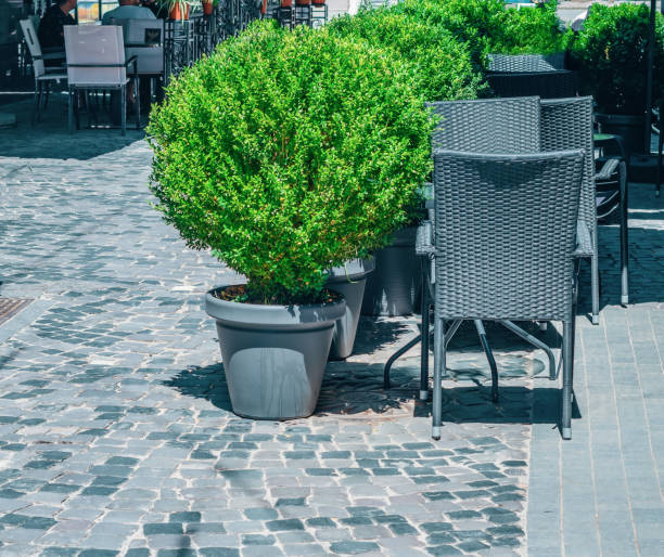istock Beautiful myrtle tree in plastic vase on street cafe 2027791409