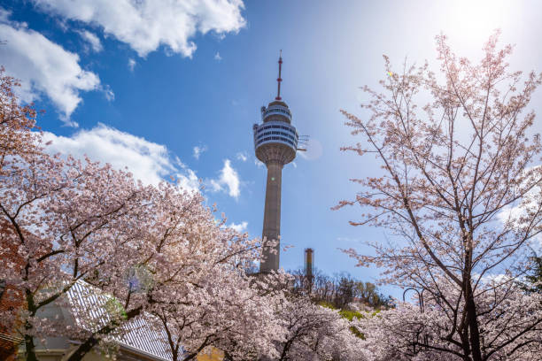 istock Cherry blossoms blooming in spring at E-World 83 Tower a popular tourist destination. in Daegu,South Korea. 2027793319
