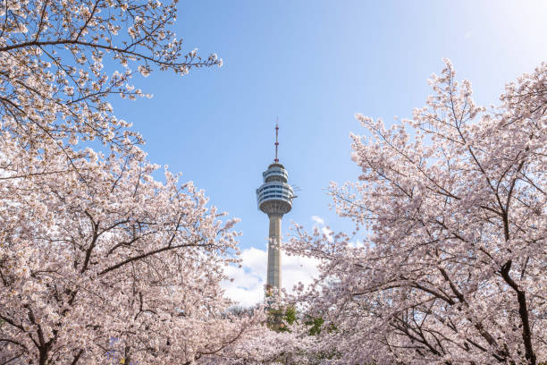 istock Cherry blossoms blooming in spring at E-World 83 Tower a popular tourist destination. in Daegu,South Korea. 2027793320