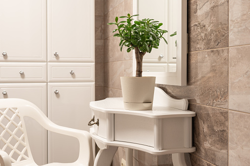 Succulent houseplant Crassula ovata in a pot on white shelf in a bathroom.