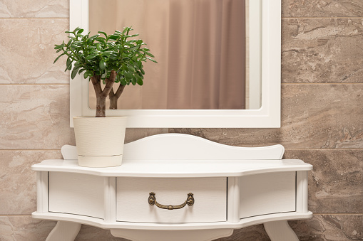 Succulent houseplant Crassula ovata in a pot on white shelf in a bathroom.