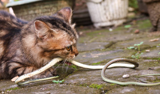 istock A long-haired brown kitten eats a small snake. Cat bites snake from hunting in the wild 2027801083