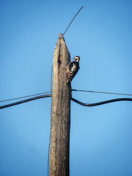 istock Woodpecker on a Weathered Telegraph Pole 2027811282