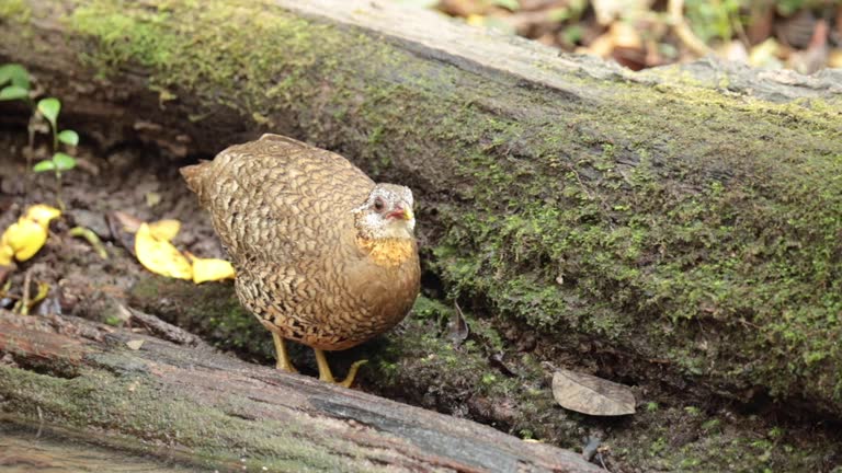 Female jungle fowl foraging in the forest