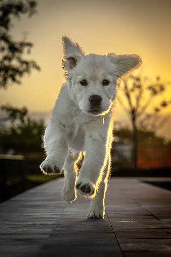 A golden retriever puppy running on a sidewalk at sunset