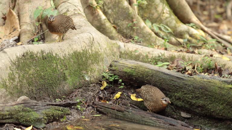 Female jungle fowl foraging in the forest