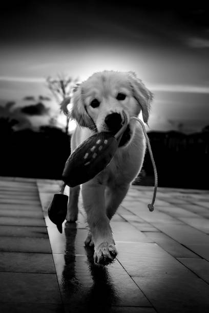 Australian Shepherd dog catching toy in sunny day. This file is cleaned and retouched.