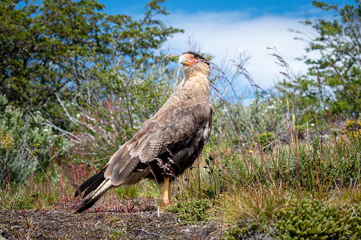 Beautiful image of Patagonian carancho bird. Beautiful and imposing carancho bird in Argentine Patagonia. Wild animal. Carancho bird
