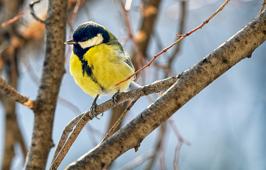 Blue tit  perched on a branch in autumn light