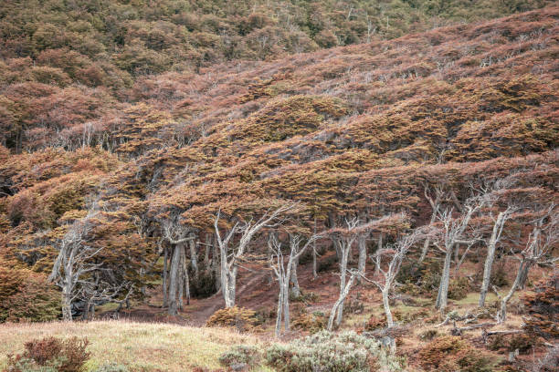 Forest full of flag trees in Argentine Patagonia. Beautiful image of flag trees. Lenga tree forest in Ushuaia, Argentina