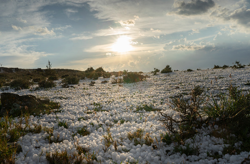 Spectacular hailstorm with large stones deposited on the ground. Sunset with the ground full of hail reflecting the sunlight.