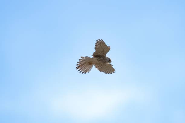 istock Kestrel hovering in the sky after spotting its prey 2027850510