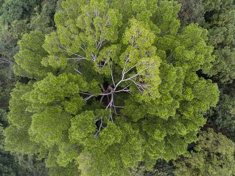 Aerial view of Aceh rainforest canopy, Indonesia