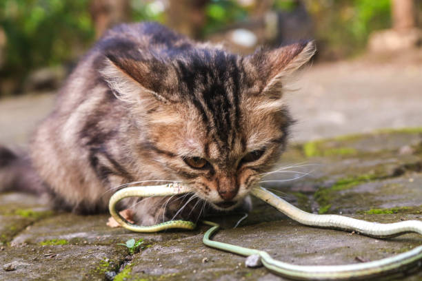 istock A long-haired brown kitten eats a small snake. Cat bites snake from hunting in the wild 2027861581