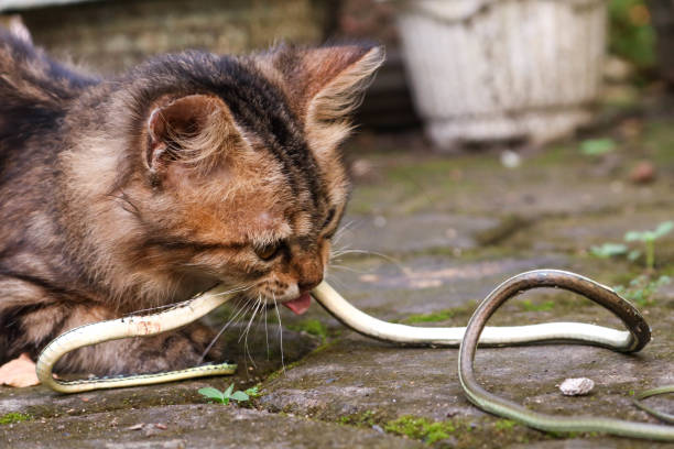 istock A long-haired brown kitten eats a small snake. Cat bites snake from hunting in the wild 2027861593