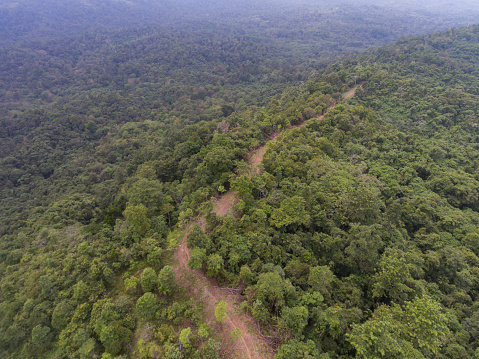 Aerial view of road clearing in Aceh rainforest, Indonesia