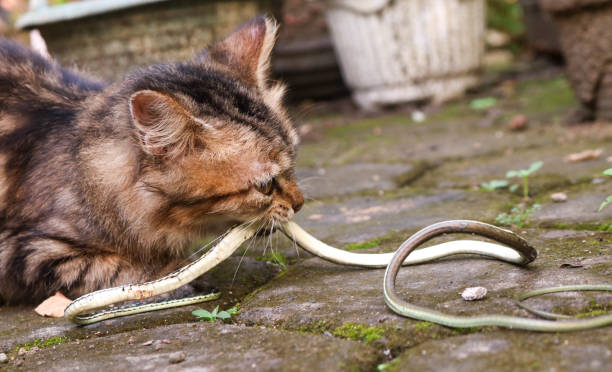 istock A long-haired brown kitten eats a small snake. Cat bites snake from hunting in the wild 2027872766