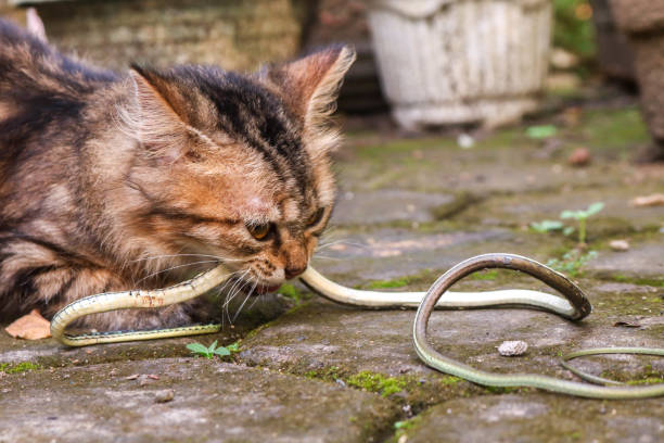 istock A long-haired brown kitten eats a small snake. Cat bites snake from hunting in the wild 2027879607