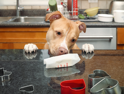 Front view of puppy dog sniffing on butter package on table. Dangerous dog behavior eating toxic food or bad habit. Boxer Pitbull mix. Selective focus.