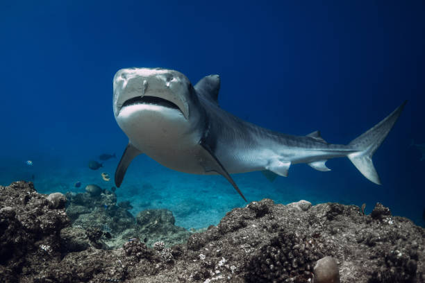 istock Close to Tiger shark underwater in blue ocean. Shark with sharp teeth. 2027892085