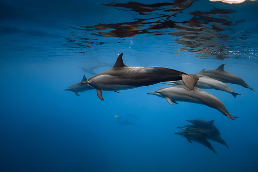 Dolphins playing and swims underwater in blue sea. Dolphins family in ocean