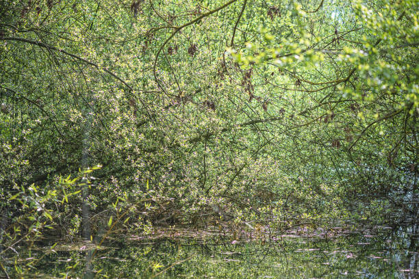 Beautiful spring tree with fresh leaves under a pond on sunny day