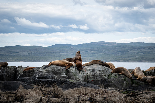 Group of wild sea lions in Argentine Patagonia. Group of sea lions resting on some rocks. Sea lions of southern Argentina