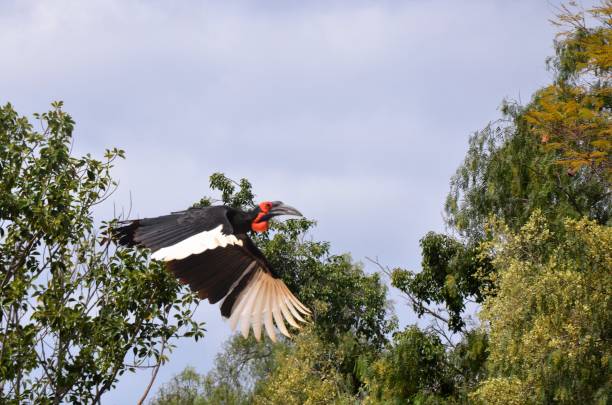 istock Southern ground hornbill in Tenerife 2027905936
