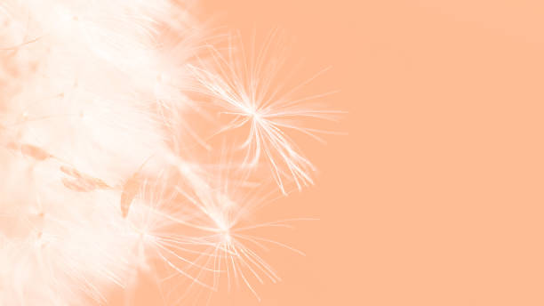 istock color trend 2024 peach color. Beautiful soft background. 2027908076