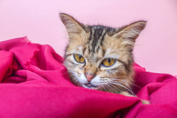 Brown maine coon kitten sleeping on a red blanket isolated on pink backgorund. Cat hiding inside red cloth
