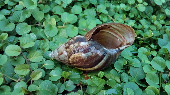 empty shells left by snails in the grass