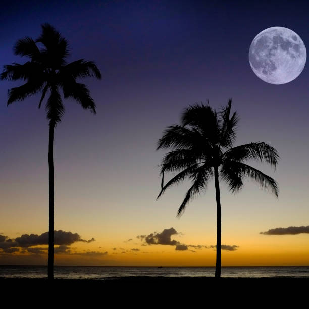 istock Palm Trees Sunset Near Ocean Beach Tropical Location Full Moon 2027929092