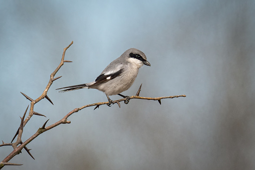 Loggerhead Shrike hunting from his perch