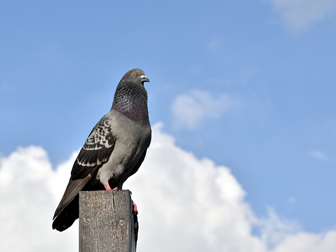 portrait of single pigeon bird under sunny sky with copy space