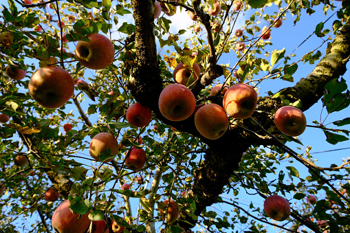 Harvest of red apples on a tree in the garden.