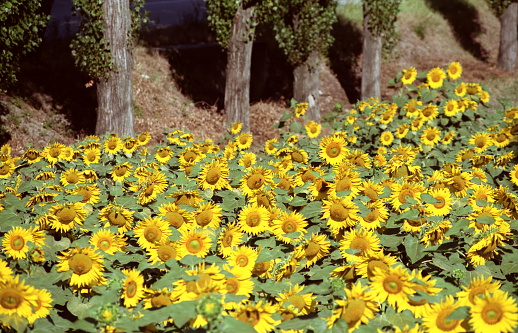 field of sunflowers against tree trunks in the background