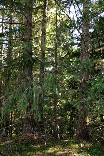 Thick Pine Boughs in Olympic National Park