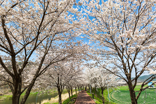 Haman-gun, Republic of Korea, 03/29/2023 :  cherry blossom along the beautiful road in korea