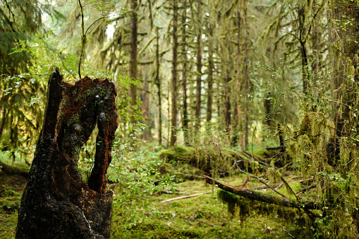 Artistic Log in Hoh Rainforest During Rain in Olympic National Park