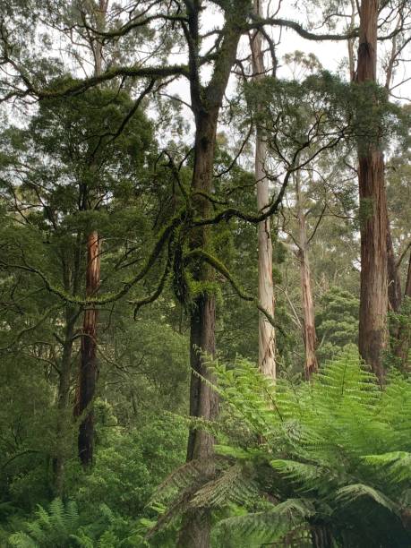 istock Trees and Foliage at Tree Top Walk, Enchanted Forest, Otway Ranges, Victoria. Watch 3 2027989583