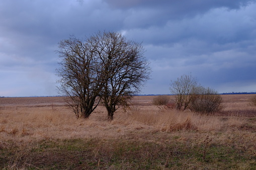 Small trees among dried herbs in the field in the evening. Beautiful cloudy sky over an autumn field. Autumn landscape.