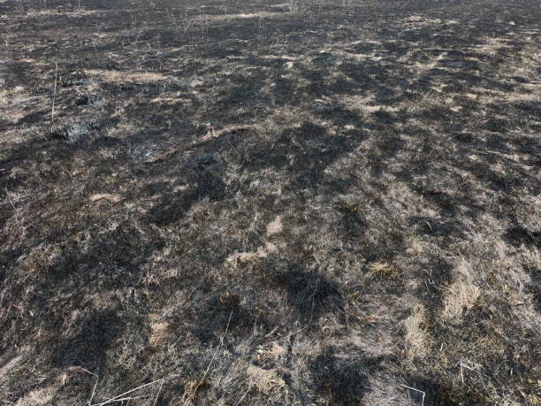 istock Burnt steppe as a background. Soil after a natural disaster. 2027991811