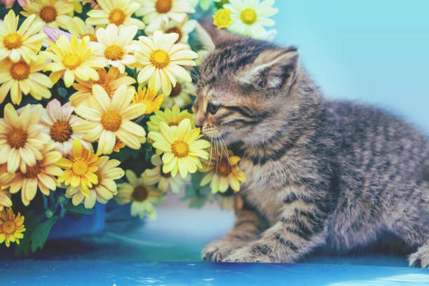 Cute little kitten sniffing yellow daisy flowers