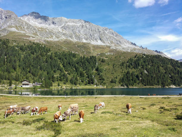 istock Cows grazing on lakeshore 2027995099