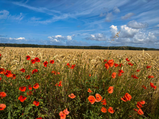 istock Poppies in front of grain field and blue sky with clouds 2028005479