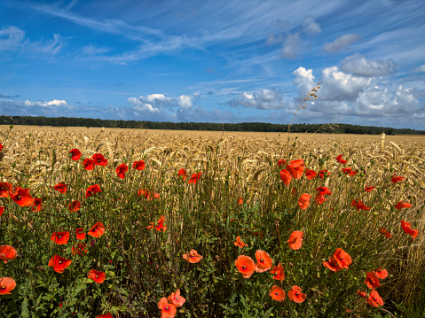 a green and red beautiful poppy flower field background